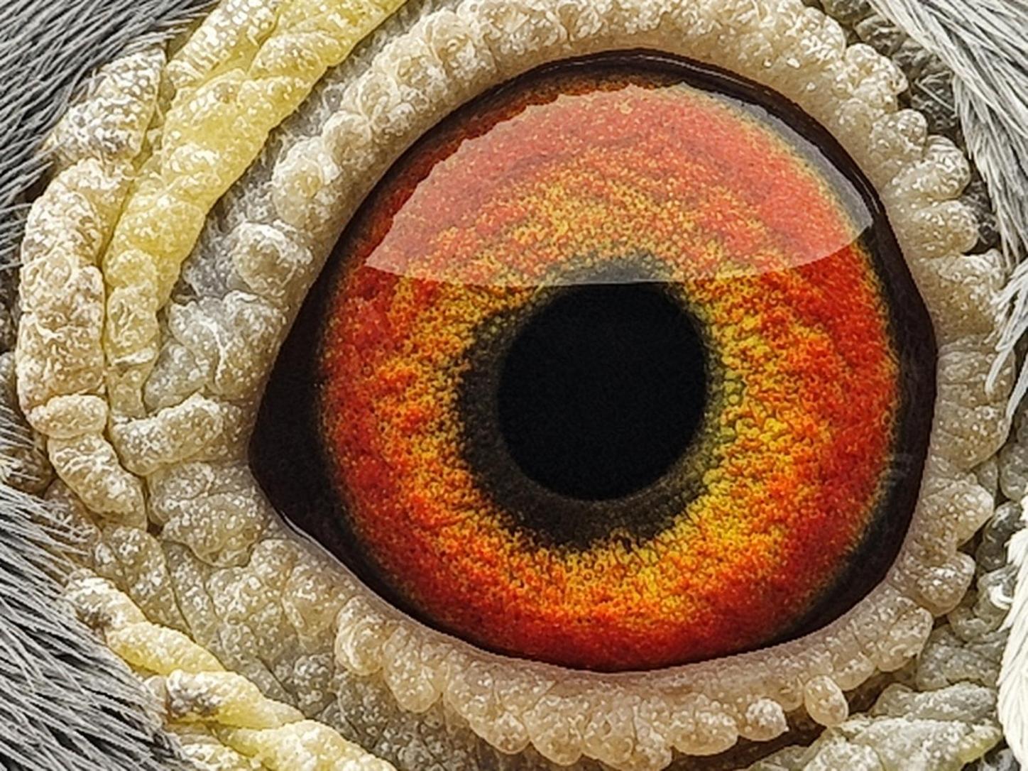 Pigeon eye